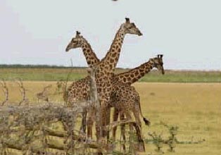 Arusha National Park Package Image