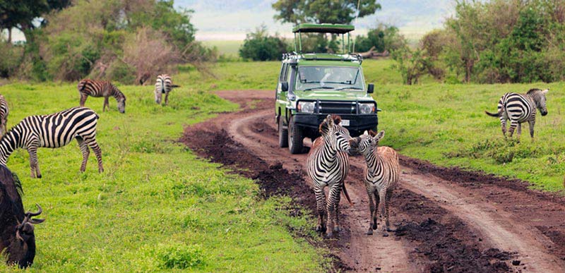 Tanzania Karibu Safari Tour