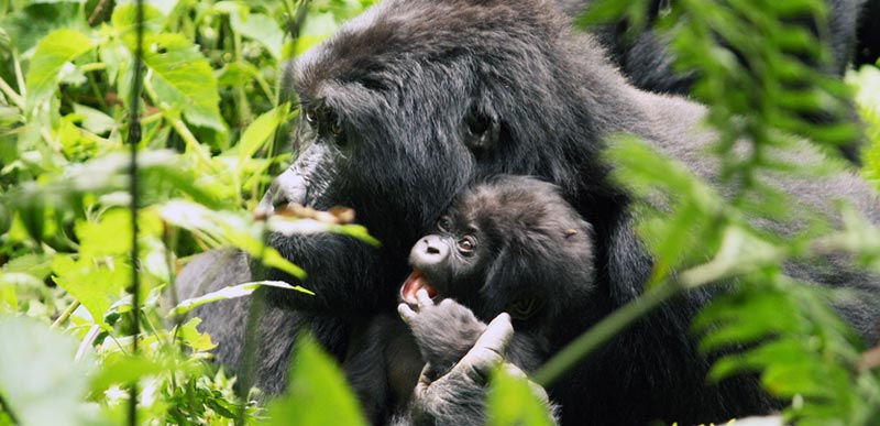 Rwanda Gorilla Tracking Tour