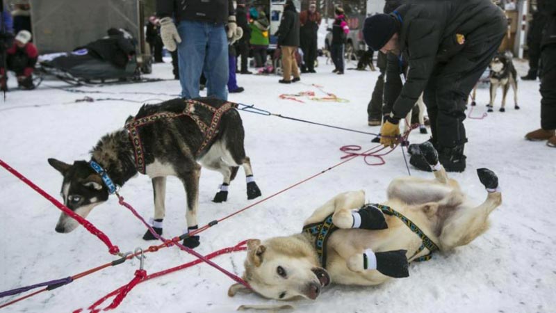 Iditarod Race Sled Dog Tour Package