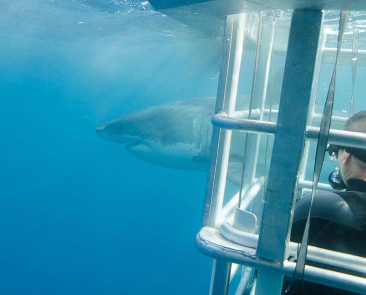 Two Days Of Excitement Plus Great White Sharks And Sea Lions Package