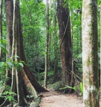 Daintree Dreaming Day Tour – Aboriginal Cultural Experience