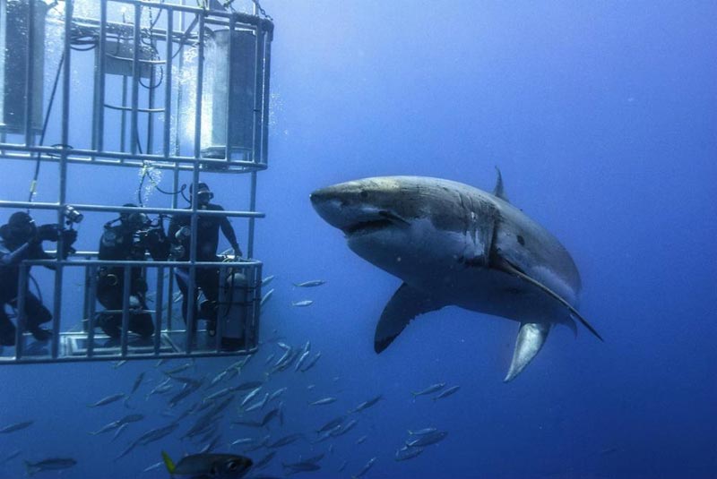 Perth To Adelaide Tour, Dive With Great White Sharks Package