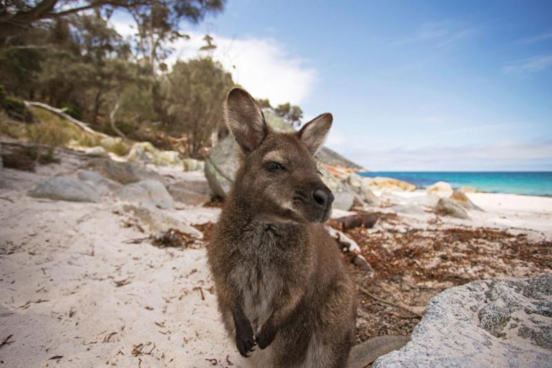 Kangaroo Island 2 Day Adventure Tour Packages