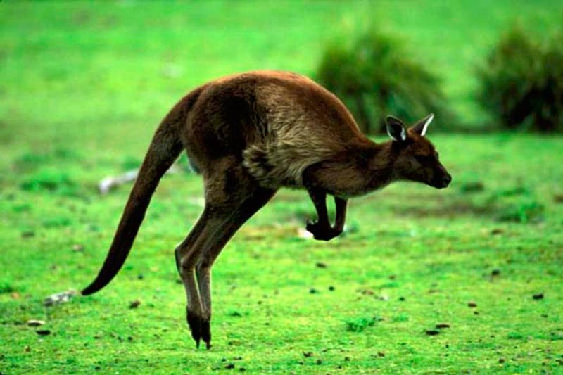 1 Day Kangaroo Island Highlights Tour Package