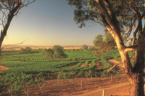 1 Day Barossa Valley Tour Package