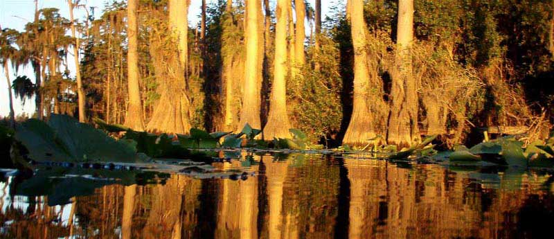 Discovering The Okefenokee Swamp And Cumberland Island Tour