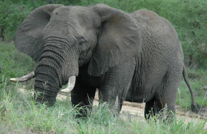 Kruger National Park Victoria Falls Safaris Package
