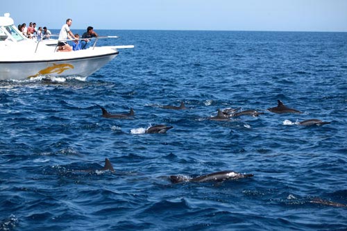 Muscat Dolphin Watching And Snorkeling Package