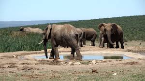 Addo Elephant National Park Package