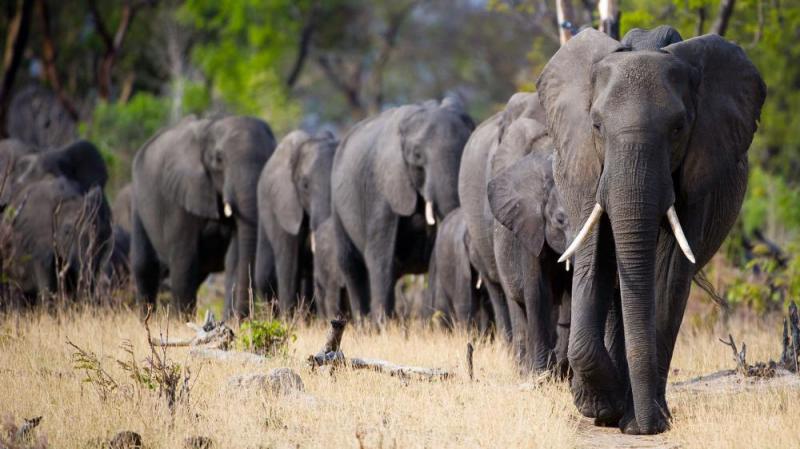 17 Days Botswana & Zimbabwe Wildlife Package