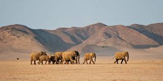 11 Days Ultimate Namibia Wilderness Package
