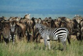Kenya And Tanzania Classic Safari Tour