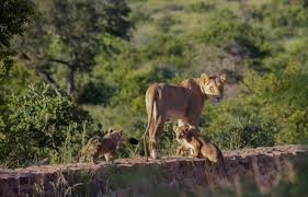 7 Day Kruger National Park Package