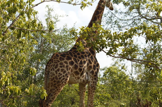 Kruger National Park 4 Days 3 Nights Magical Safari With Panaroma Tour Package
