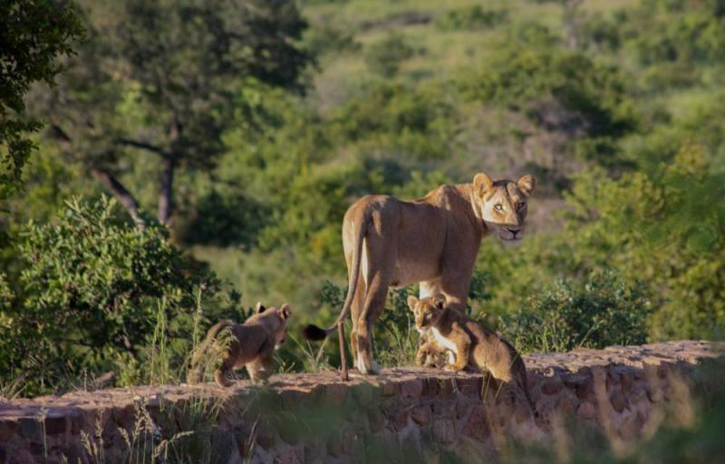 Kruger National Park Magical Day Safari From Johannesburg Package