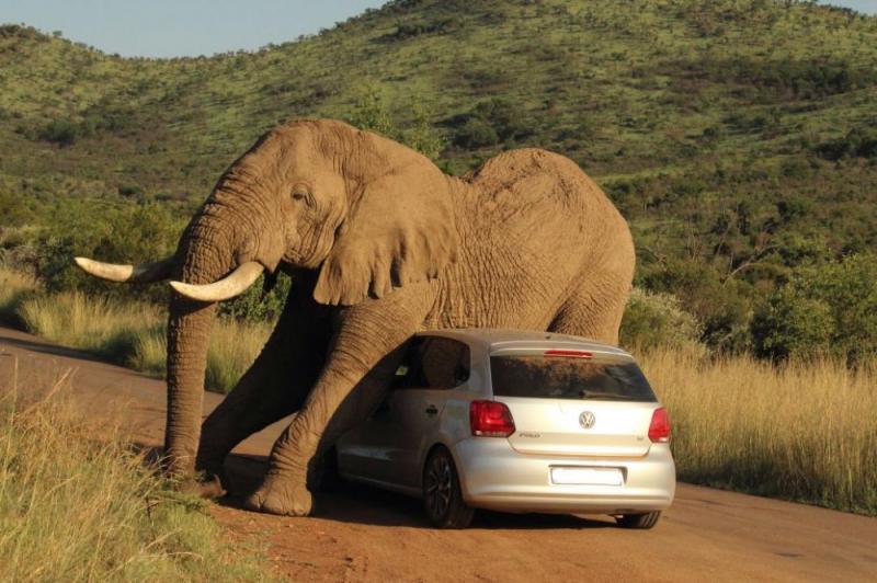 Pilanesberg National Park Safari Closed Vehicle Package