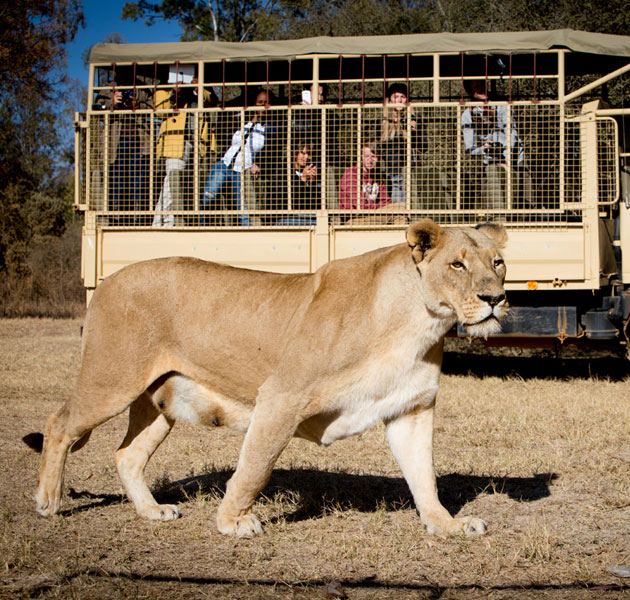 Soweto Tour With Lion Park Day Tour Package