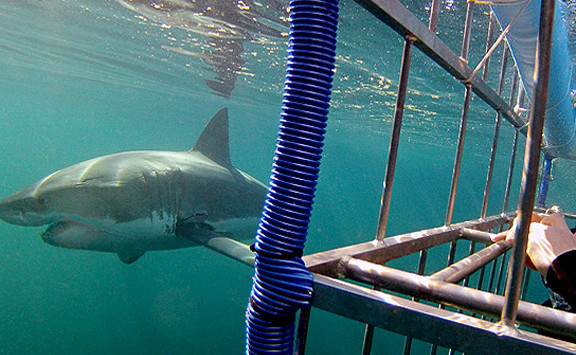 Shark Diving And Viewing Full Day Tour From Cape Town Package