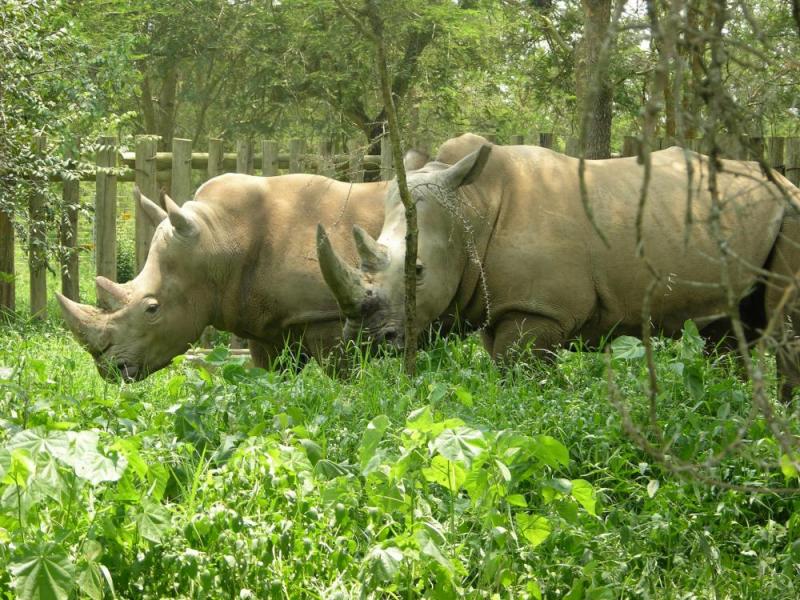 Zziwa Rhino Sanctuary Package