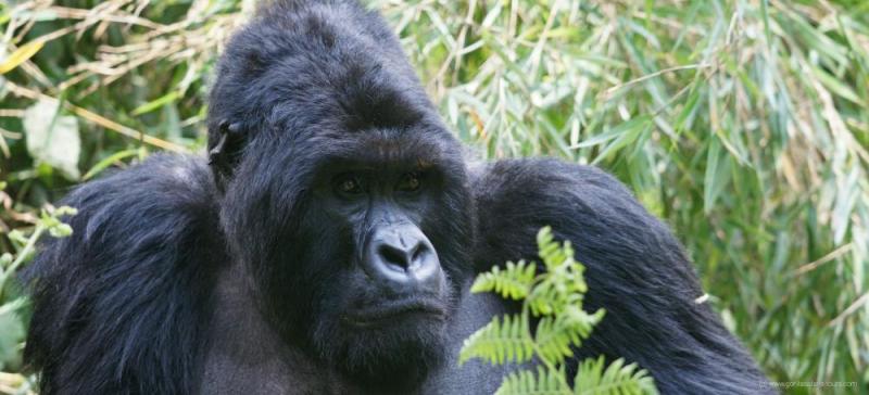 7 Days Gorilla And Wilderness Safari Tour Package