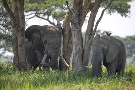7 Days Tanzania Jungle Safari Package