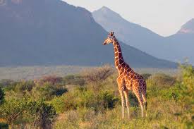 7 Days Best Of Kenya Safari Package
