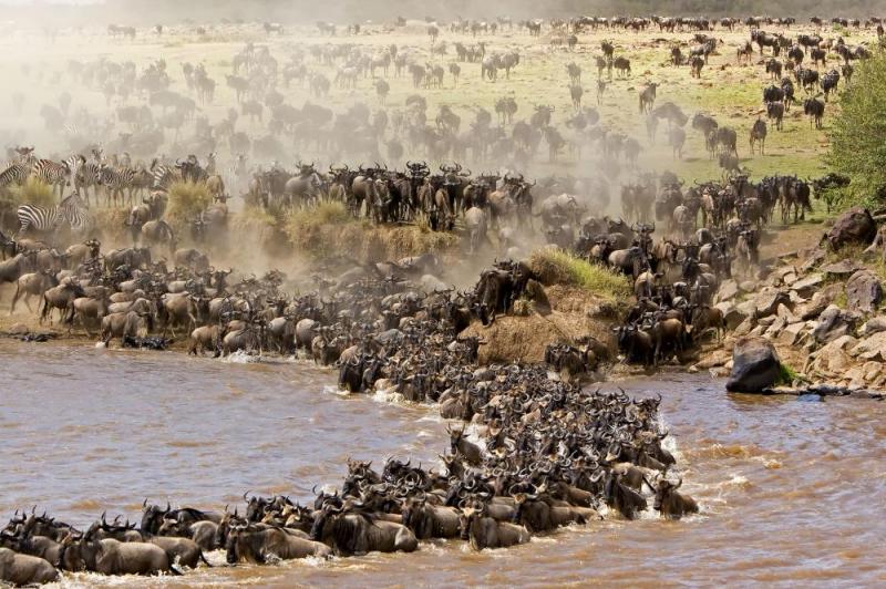 4 Days Masai Mara Wildebeest Migration Package