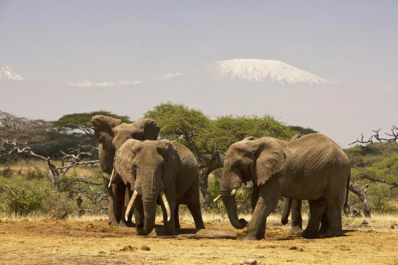 5 Days Mara And Amboseli Tour Package