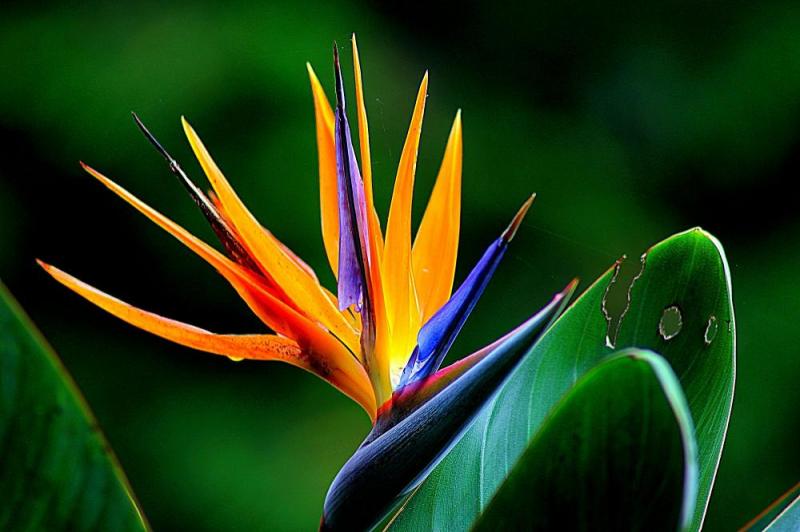 10 Days Discover Bird's Paradise Tour Package