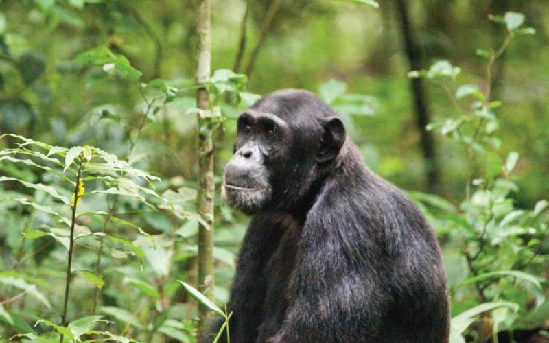 5 Days Gorilla Trekking In Bwindi, Chimpanzee Tracking In Kibale Package