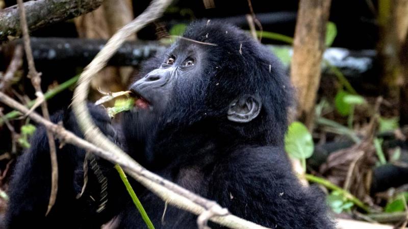 10 Days Uganda Primate Safari Package