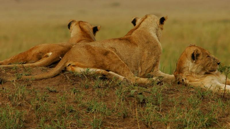 19 Days Incredible Wildlife Safari In Uganda Package