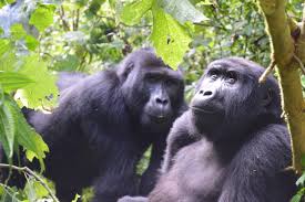 4 Day Kigali And Gorillas Tour Package