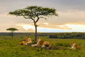 03 Days Kenya Amboseli Park Safari Package