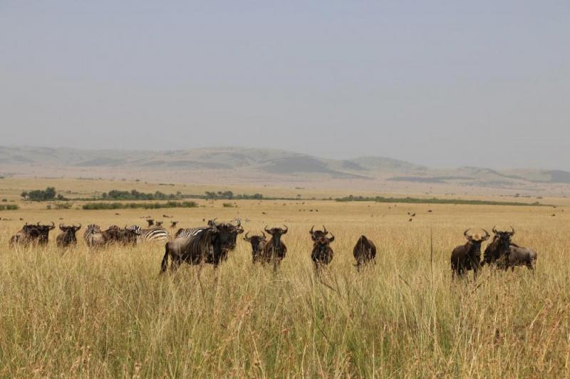 Masai Mara Migration Highlight Safari Package