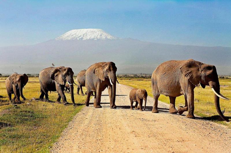 Kenya Incentive Group Safari Package