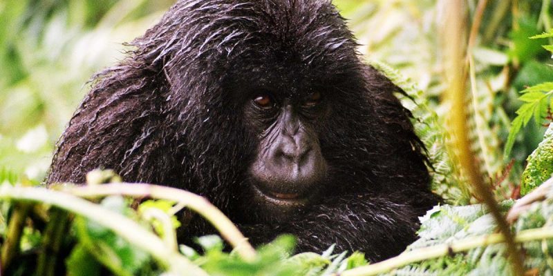 11 Day Gorillas, Chimps, Wildlife And The Nile Package