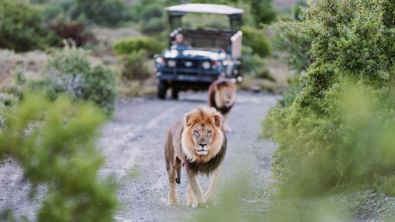 9 Day Johannesburg, Kruger National Park, And Cape Town Safari Package