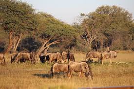 20 Day Garden Rout Sa, Vic Falls & Chobe Np Adventure, Tanzania Safari Tour Package