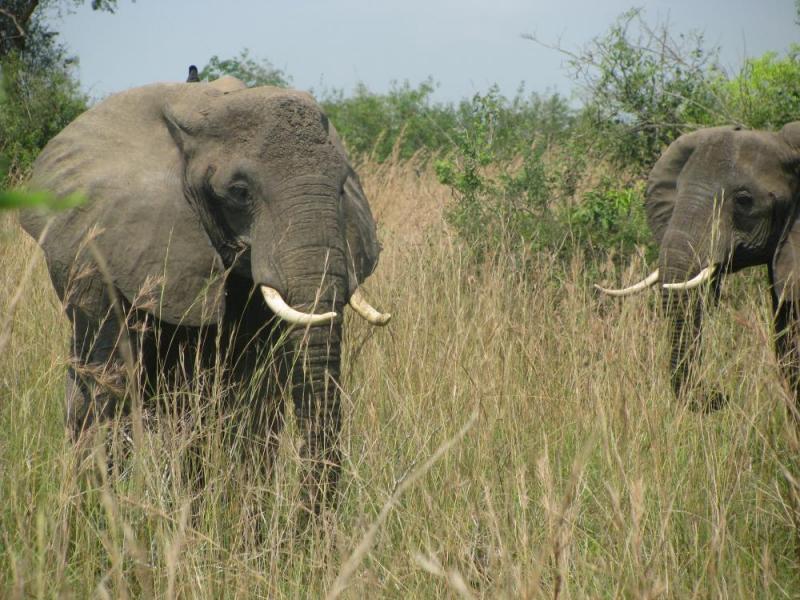 6 Day Kidepo Valley National Park Safari And Culture Tour  Package
