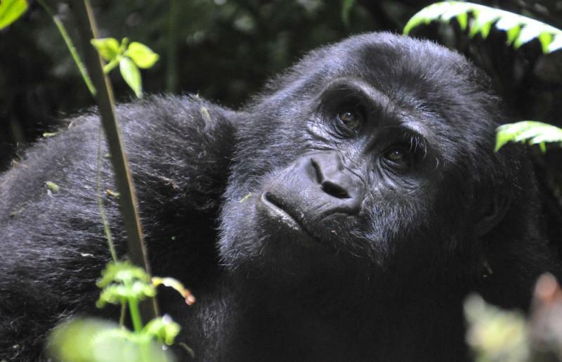 3 Day Uganda Gorillas And Tree-climbing Lions Flying Safari Package