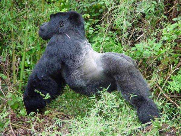 3 Democratic Republic Of Congo Mountain Gorilla Trek