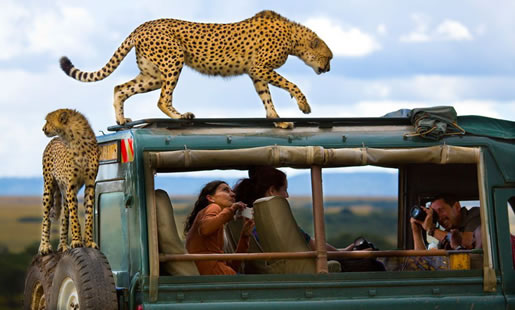 6 Days Mombasa Safari To Tsavo, Amboseli, Nakuru And Masai Mara Package