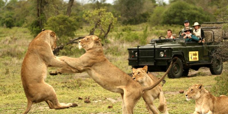 Kruger Park Safari Package