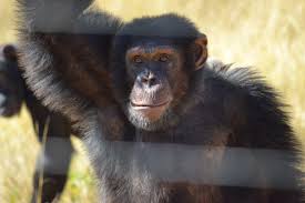 Chimpanzee Eden Package