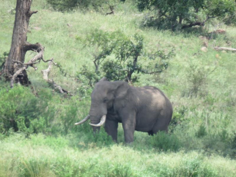Kruger National Park Day Safaris Package