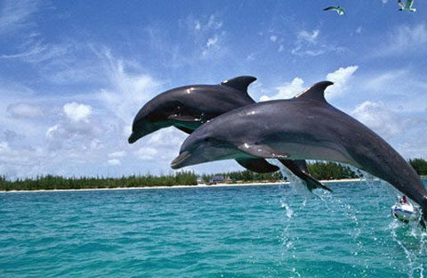 African Dolphin Safari Package