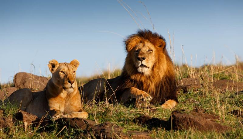 Lion Of Africa Safari Package