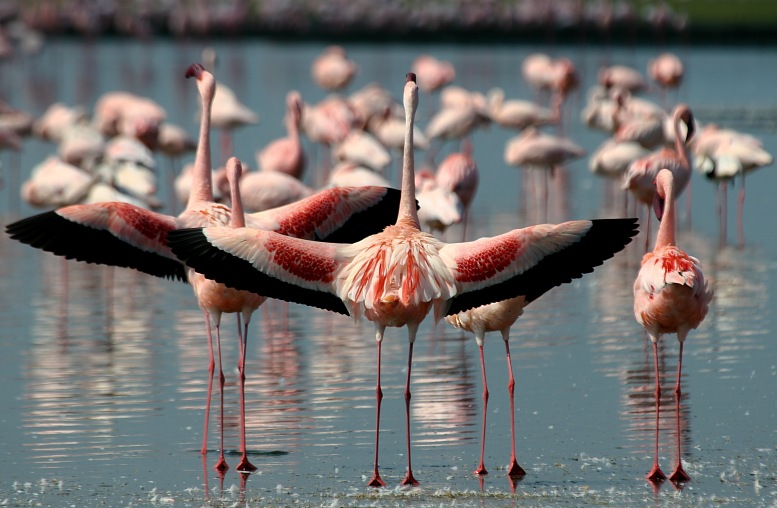 Flamingo Classic Safari Package
